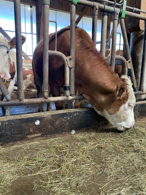 BIO Fleckvieh Kalbinnen trächtig