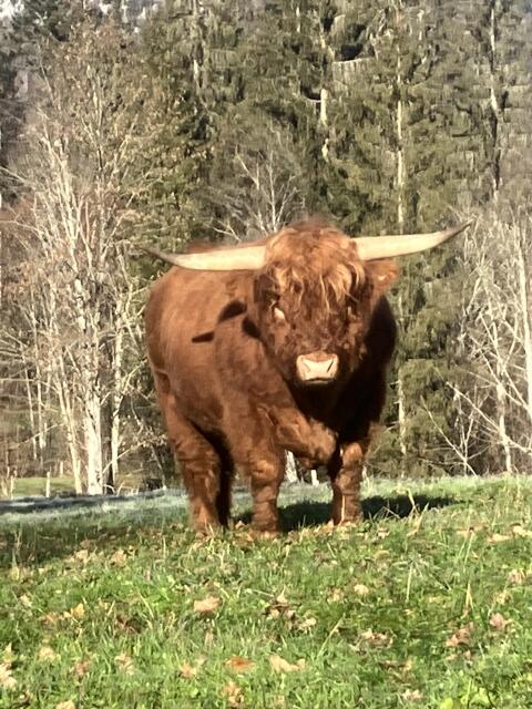 Stier BIO