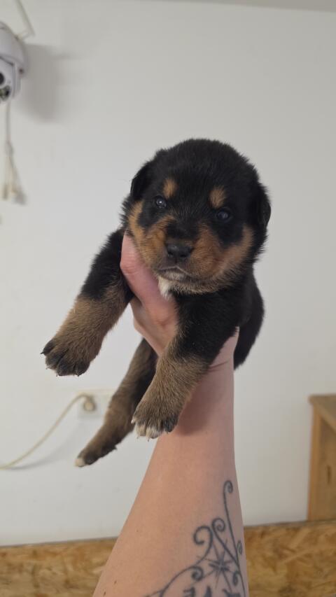 1 Rottweiler x Australian Shepherd Rüde abzugeben