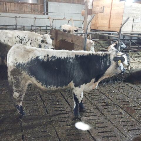 Trächtige Pustertaler Sprinzen Kalbe abzugeben