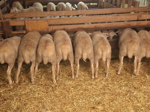 Merino Zuchtlämmer weiblich