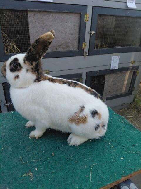 Dreifarbenschecken-Häsin