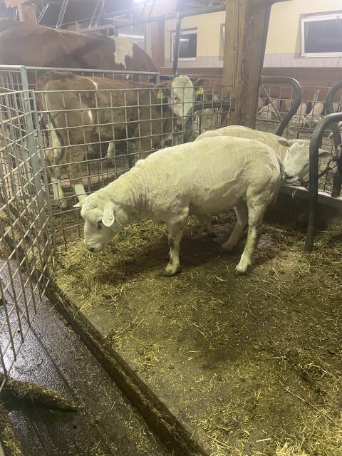 Texel Widder