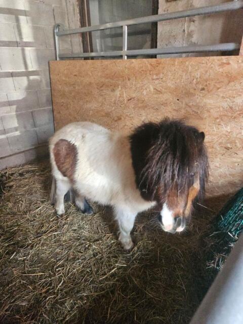 Mini Shetlandpony Hengst