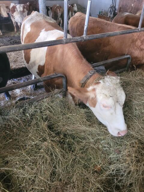 Verkaufe bio kuh trächtig