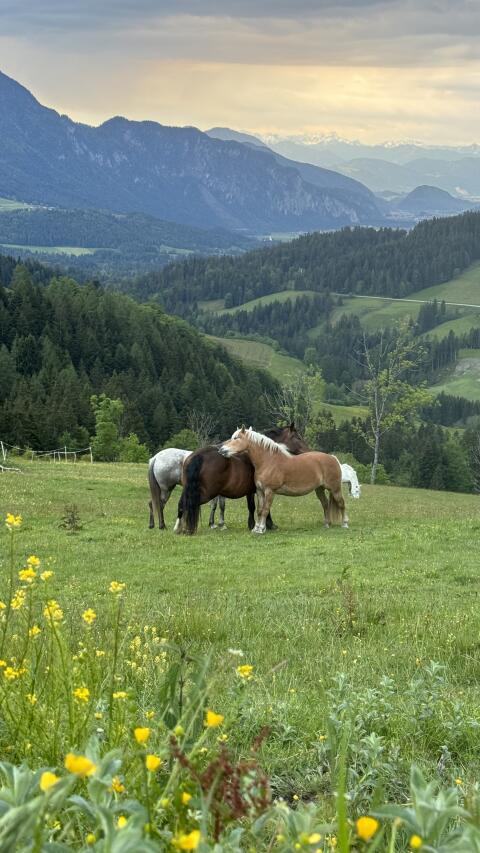 Almplätze für Pferde in Tirol Anfang Mai - Ende Oktober