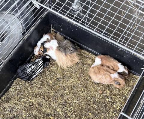 Meerschweinchen