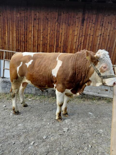 FL Sprungstier