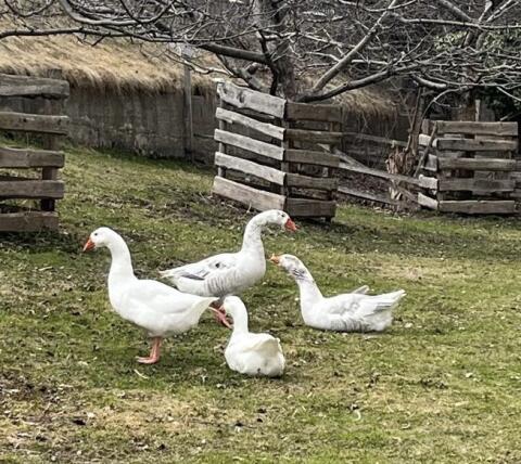 Gänse