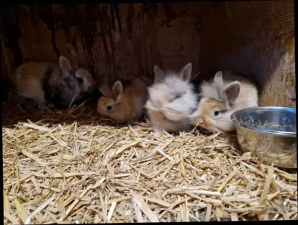 Löwenkopf Zwerghasen