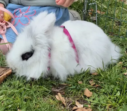 2 weibliche Angorakaninchen