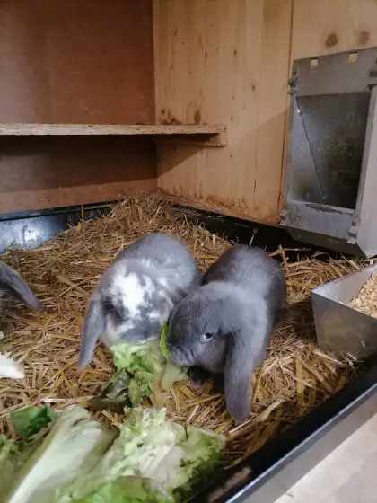 Zwergkaninchen Minilop Zwergwidder