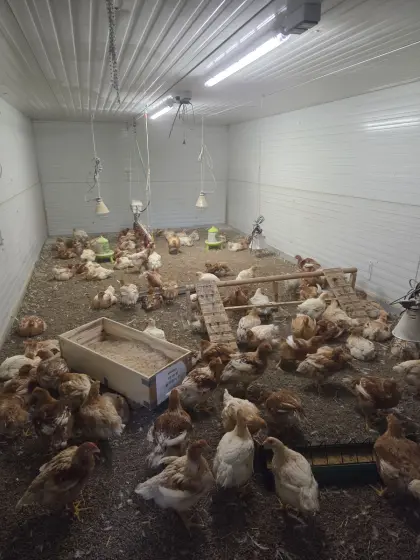 Masthühner Schlachtreif