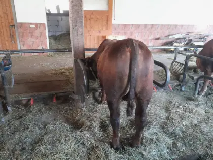 Bio Fl/Angus Sprungstier