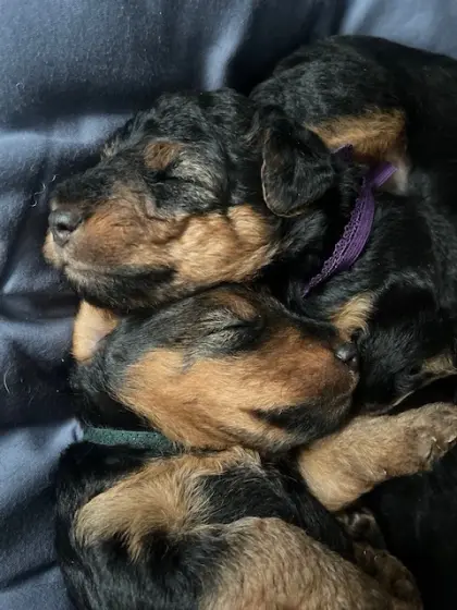 Welsh Terrier Welpen