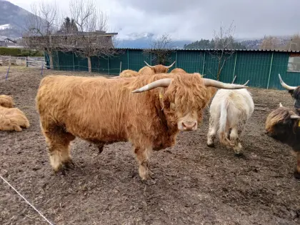 BIO Stier Hochlandrind