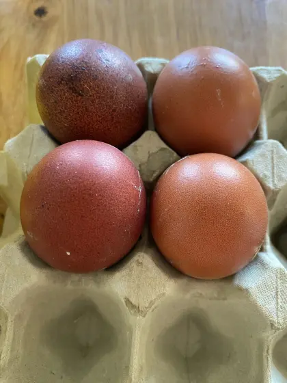 Bruteier Marans schwarz-kupfer