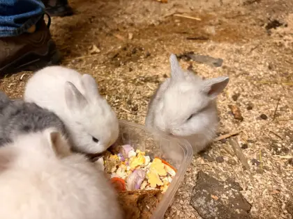 Zwergkaninchen