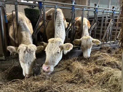 Ennstaler Bergschecken Zuchttiere