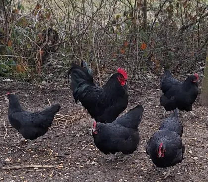 Verkaufe RASSEHÜHNER UND Bruteier