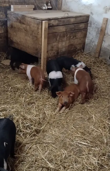 Duroc und Duroc Mix Ferkel Spanferkel