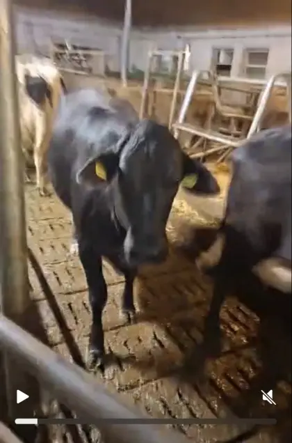 Brahman x HF Kreuzung