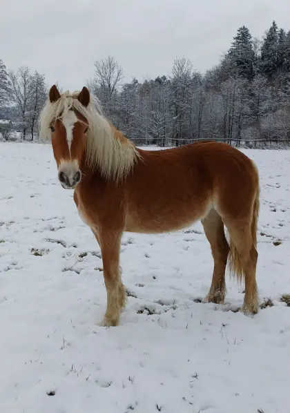 Haflinger Jungstute
