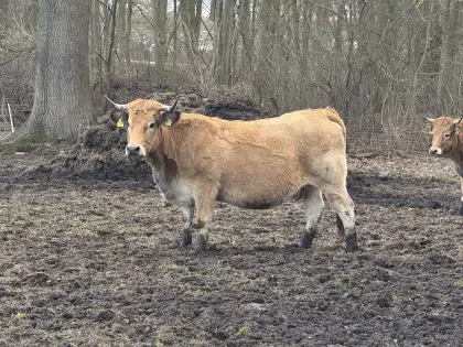 BIO – Aubrac Kühe, Rinder, Färsen, Kälber und Bullen