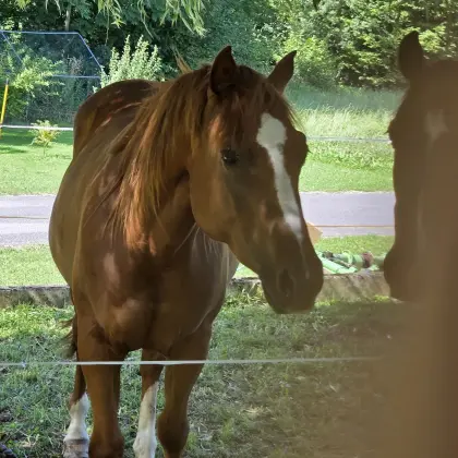 Hübsche Quarterstute