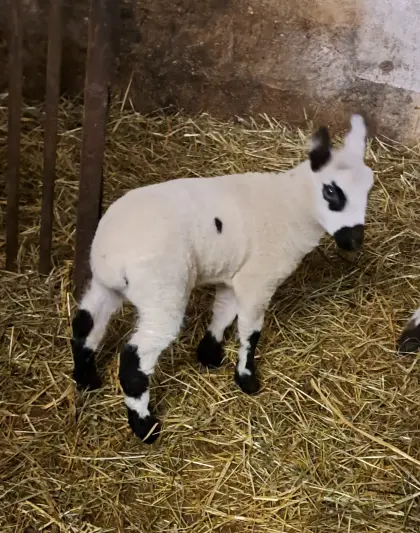 Kerry Hill Bocklämmer Abzugeben