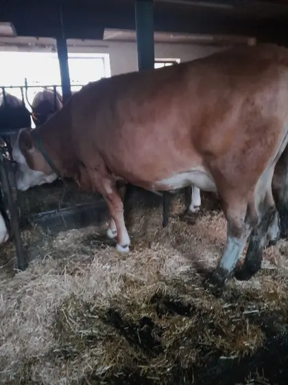 Bio-Kalbinen in Milch