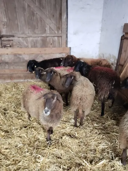 Verkaufe 6 BIO Altschafe