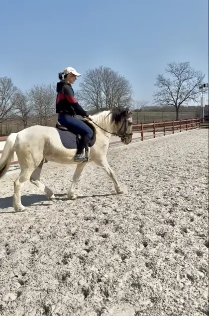 9025 Győr - Izlandi Kanca