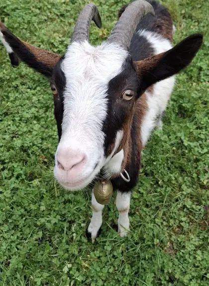 Tauernschecken Ziege