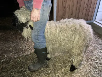 Walliser Schwarznasenschaf weiblich Bio