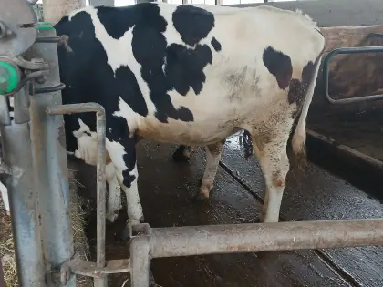 Trächtige Bio Holstein Kalbin