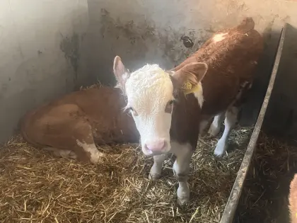 2 Felckviehzuchtkälber Bio