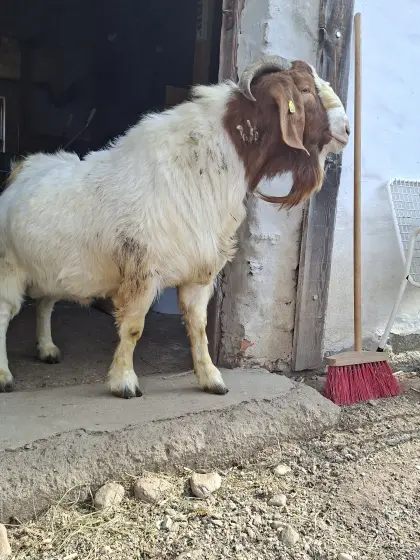 Burenziegenbock Reinrassig