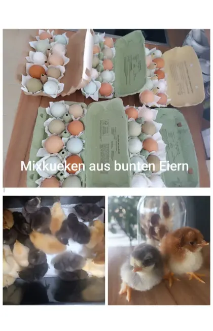 Mixküken aus bunten Eiern