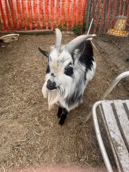 Verkaufe Mini-Zwergziegenbock