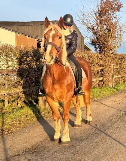 TOLLER WALLACH ZU VERKAUFEN