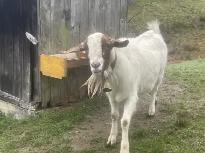 Burenziegenbock Anton