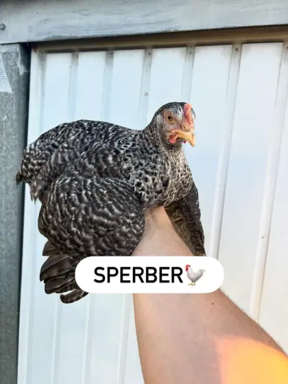 Legereife Junghennen Buntleger