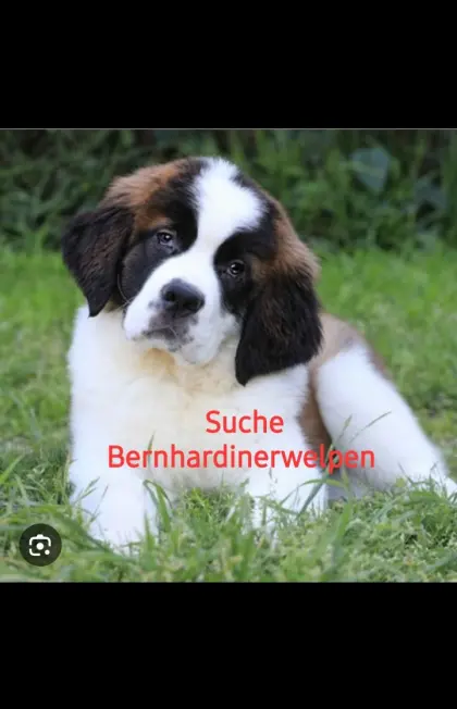 Suche Bernhardiner/ Mischling