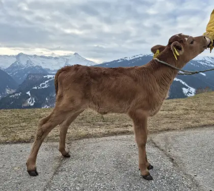 Bio Jersey x Fleckvieh Kuhkalb
