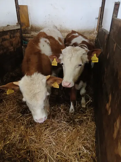 Einsteller/Fresser FV männl.