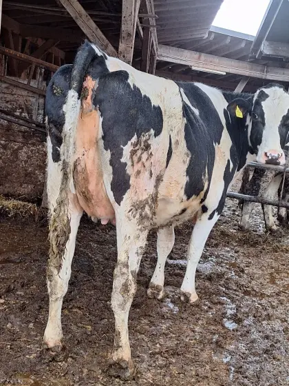 Hochträchtige Hf Bio Kalbin zu verkaufen