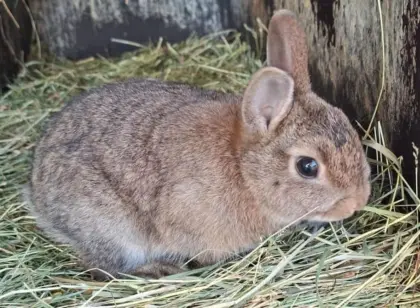 Zwergkaninchen männlich