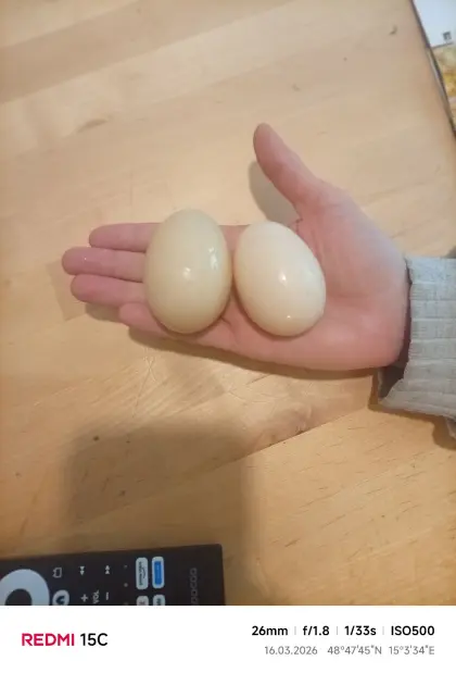 stummenten Eier befruchtet