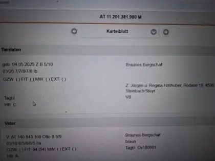 Braune Bergschaf Widder BIO